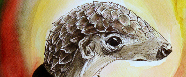 Critically Engandered Pangolin by Katerina Pravdivaia