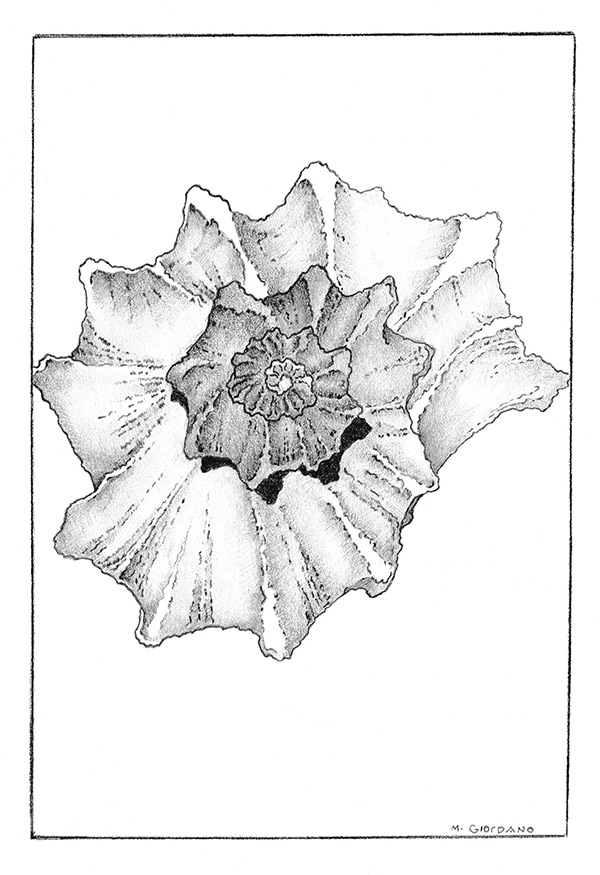 Whelk (Graphite drawing) by Melinda Giordano