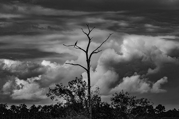 "The Tree" photograph by Richard Corso